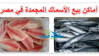 أماكن بيع الأسماك المجمدة في مصر