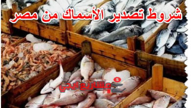 شروط تصدير الأسماك من مصر